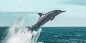 Google's new AI model DolphinGemma decodes dolphin communication patterns using decades of research from the Wild Dolphin Project. Could this be our first step toward interspecies dialogue?